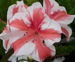 Azaléias