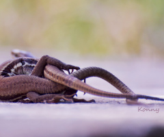even lizards need love