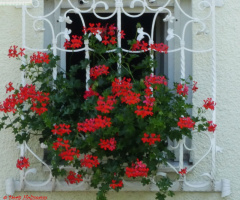 Fensterschmuck