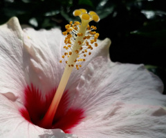 Hibiscus