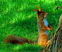 EICHHÖRNCHEN 