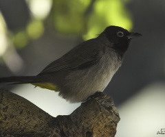 White-spectacled Bulbul