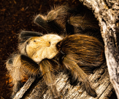 AN ARIZONA BLONDE TARANTULA