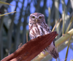 Owl... Käuzchen