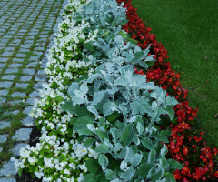 Sommerbepflanzung