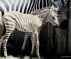 Nachwuchs bei den Zebras