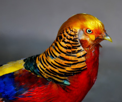 Faisão