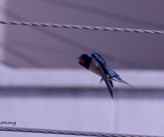 swallow ... 