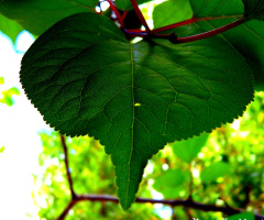 Green Heart