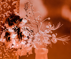 Arizona Bird Of Paradise In Infrared