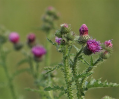 Pink and Green