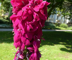 Blüten