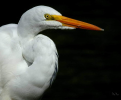 Great Egret 