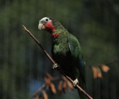 A White, Red and Green