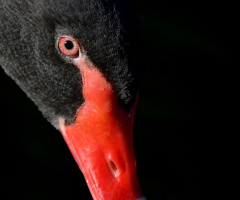 Swan