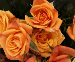 Mini Roses