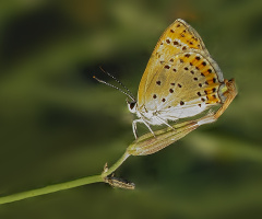 Kelebek