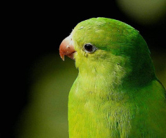 Periquito