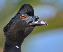 Pato Selvagem