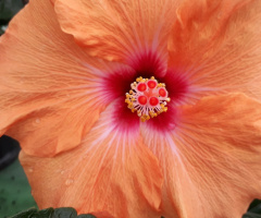 Hibiscus