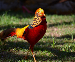 Golden Pheasant