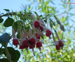 Blüten