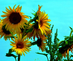 SONNENBLUMEN 