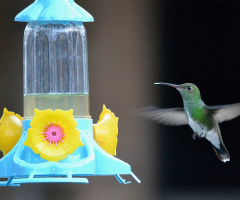 Hummingbird