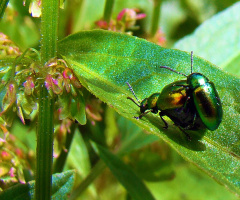 INSEKTEN