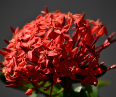 Natural bouquet 