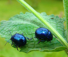 INSEKTEN