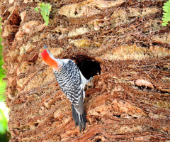 Woodpecker 
