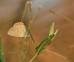 early in the morning .... nature awakens