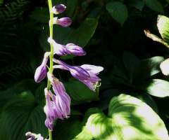 Blüten