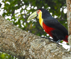 Red-breasted Toucan