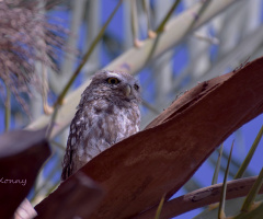 Owl in my garden ... 