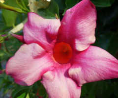 Blüte