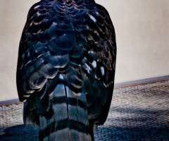 Arizona Swainson Hawk