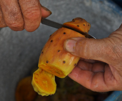 Babutsa