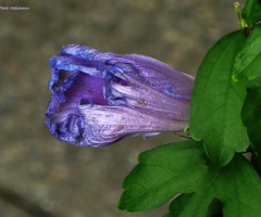 Blüte