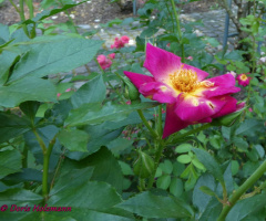 Blüte
