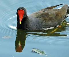 Gallinula chloropus
