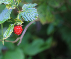 A berry