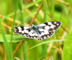 Melanargia galathea