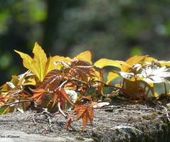 autumnal 