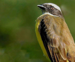 Bem-te-vi (Pitangus sulphuratus)