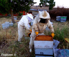 work of beekeepers