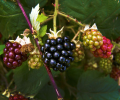 BEEREN