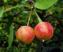 ÄPFEL