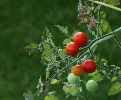 Tomaten